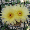 Common Ball Cactus - Parodia erubescense