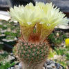 Common Ball Cactus - Parodia erubescense