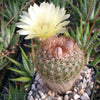 Common Ball Cactus - Parodia erubescense