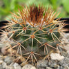 Parodia herteri