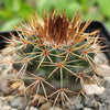 Parodia herteri