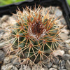 Parodia herteri