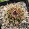 Parodia herteri