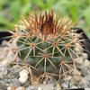 Parodia herteri