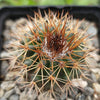 Parodia herteri