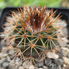 Parodia herteri