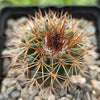 Parodia herteri