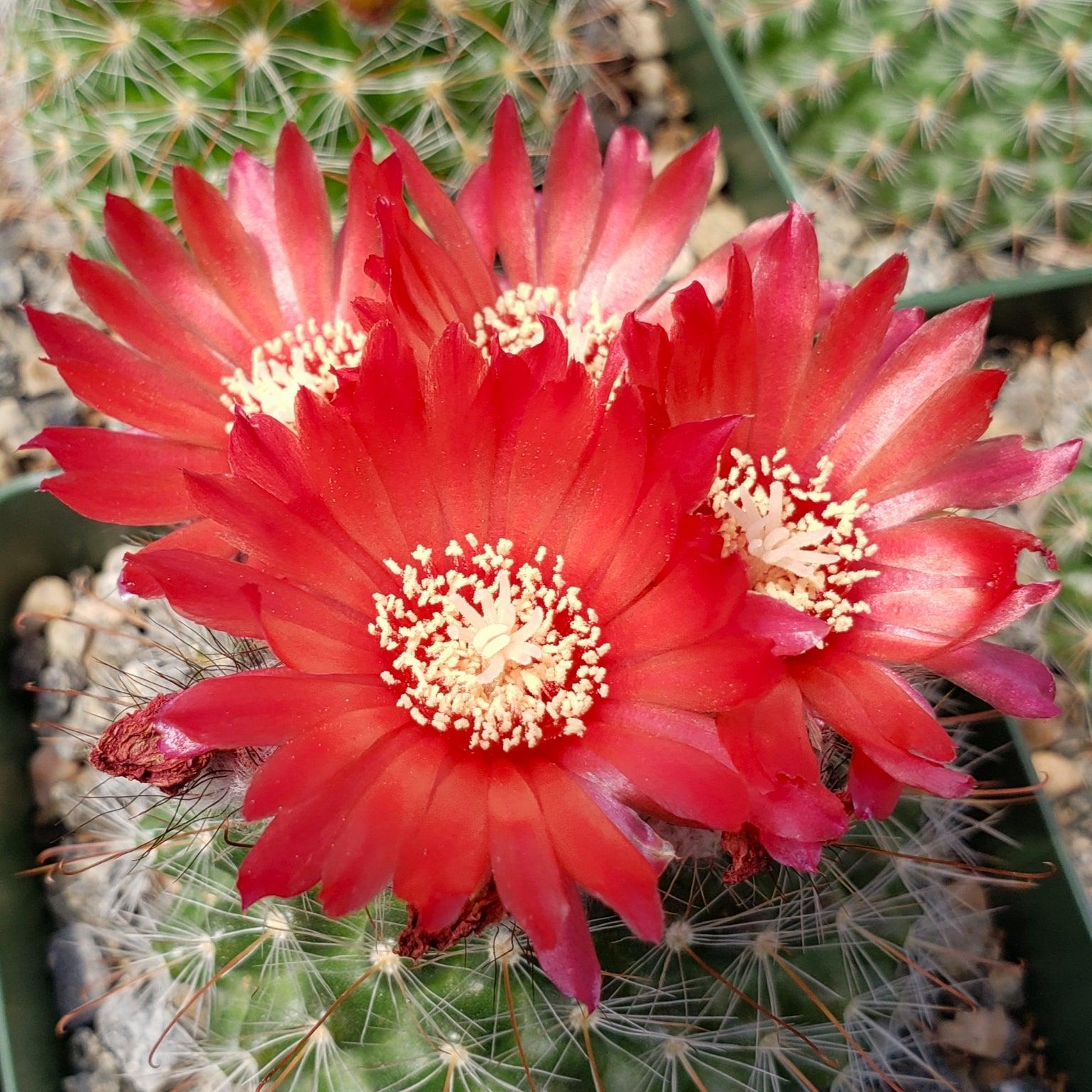 Parodia sanguiniflora