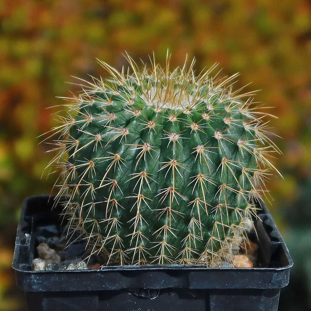 Parodia schumanniana