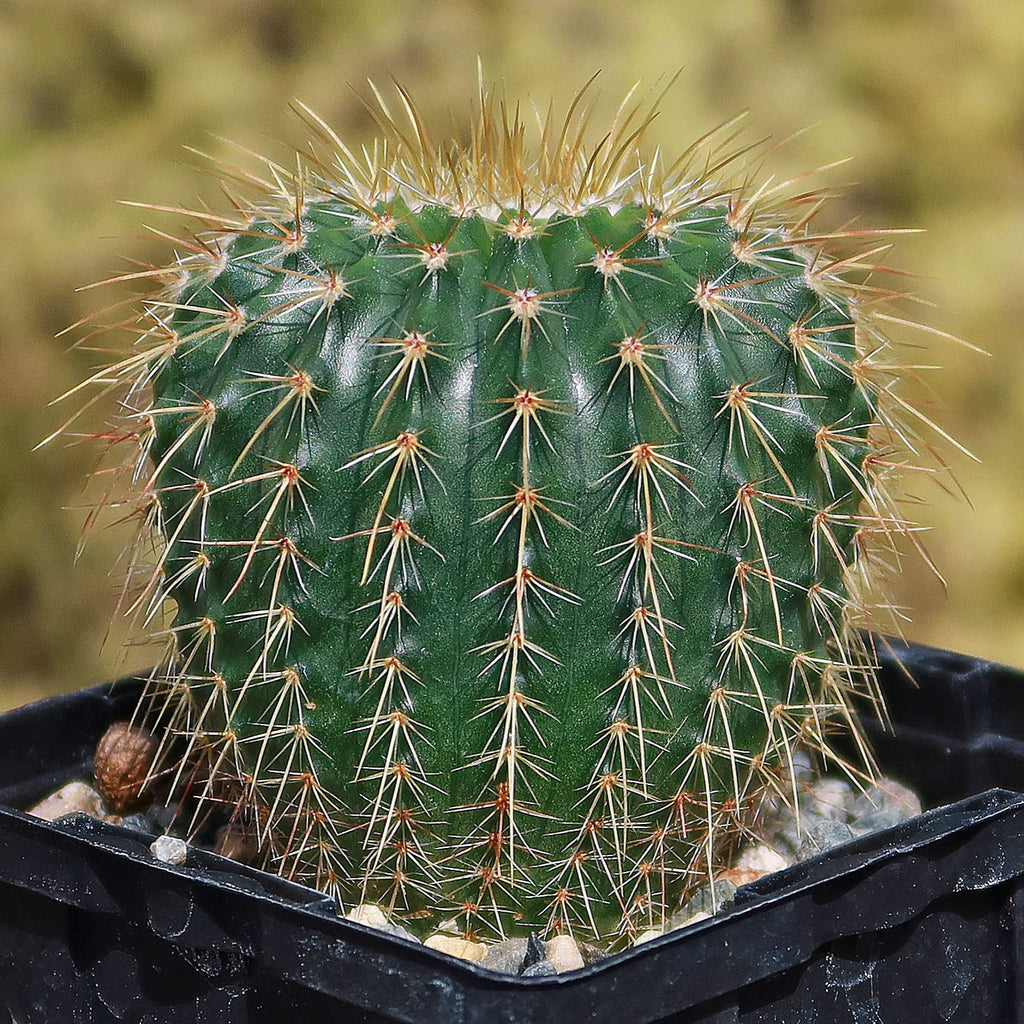 Parodia schumanniana