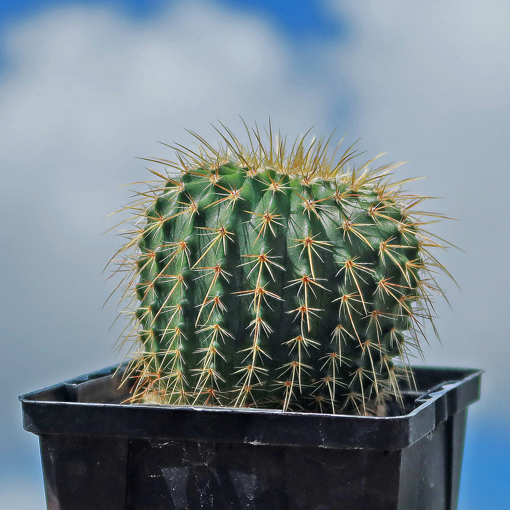 Parodia schumanniana