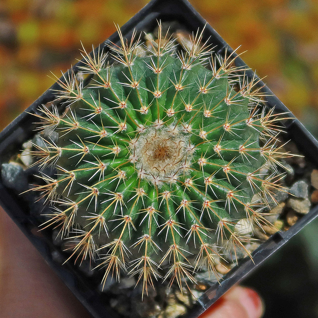Parodia schumanniana