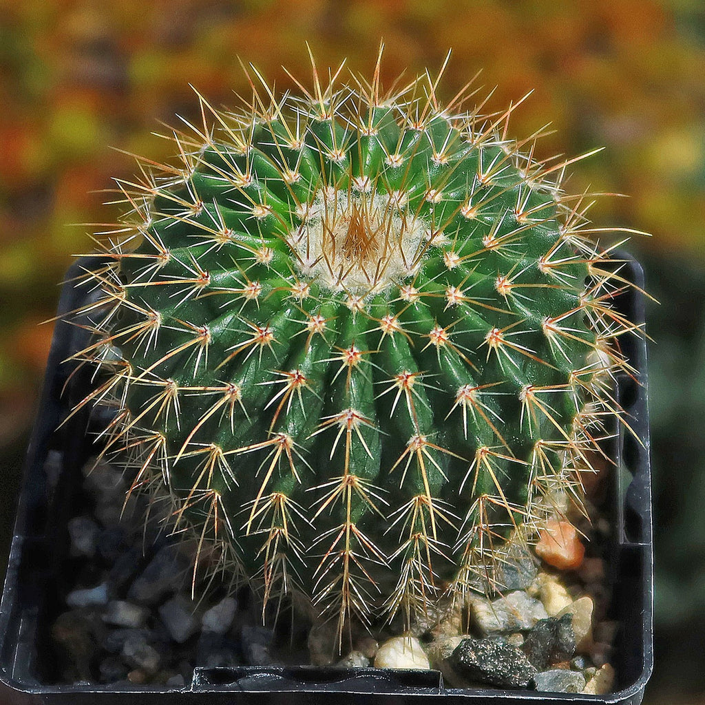 Parodia schumanniana