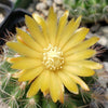 Parodia tredecimcostata