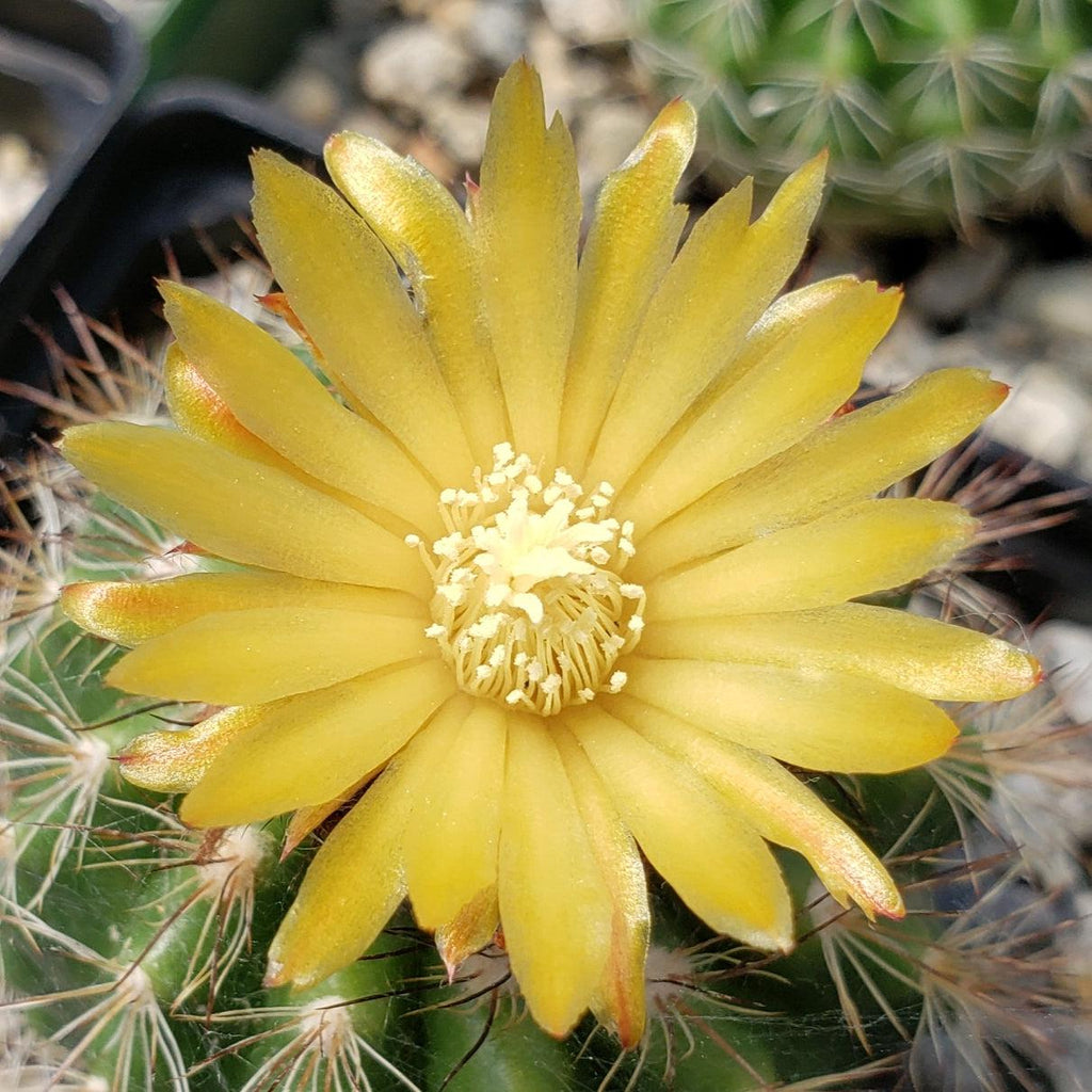 Parodia tredecimcostata