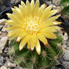 Parodia tredecimcostata