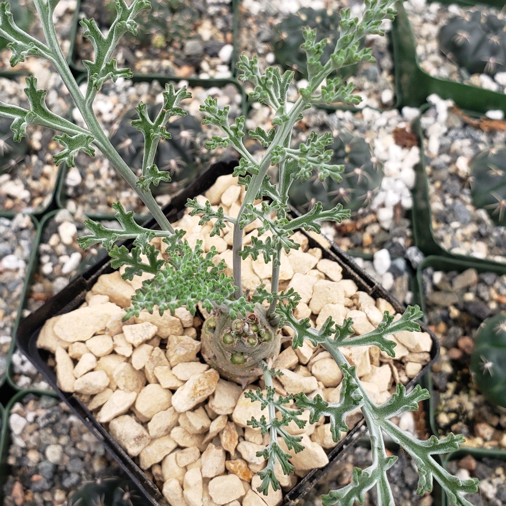 Pelargonium carnosum