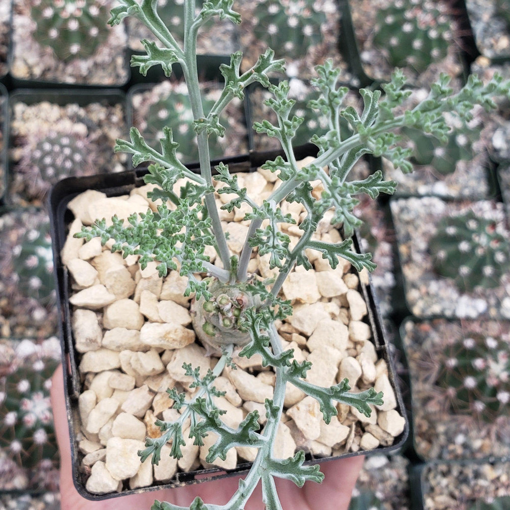 Pelargonium carnosum