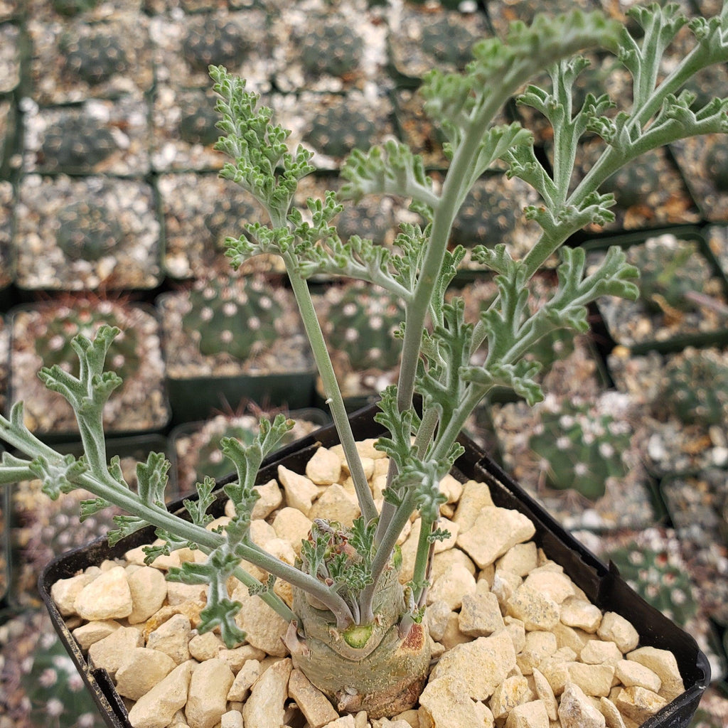 Pelargonium carnosum
