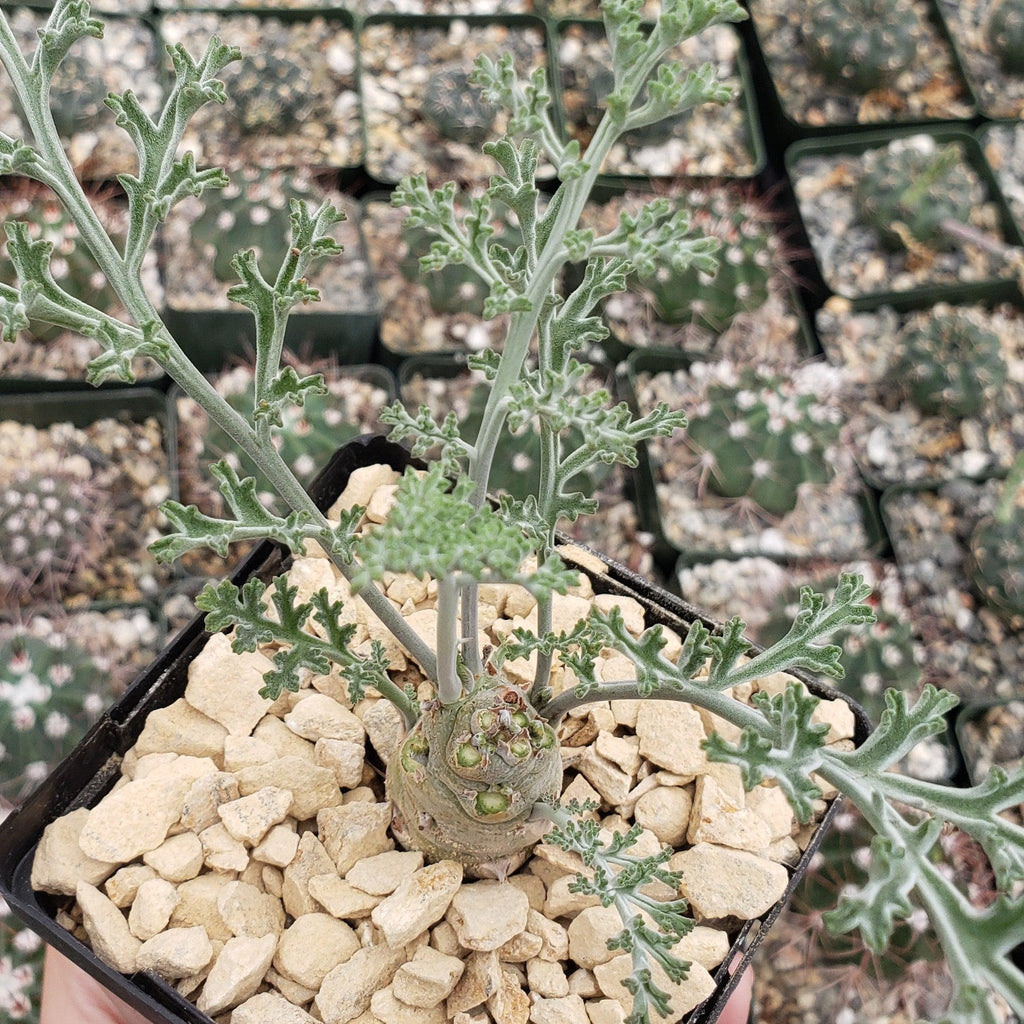Pelargonium carnosum