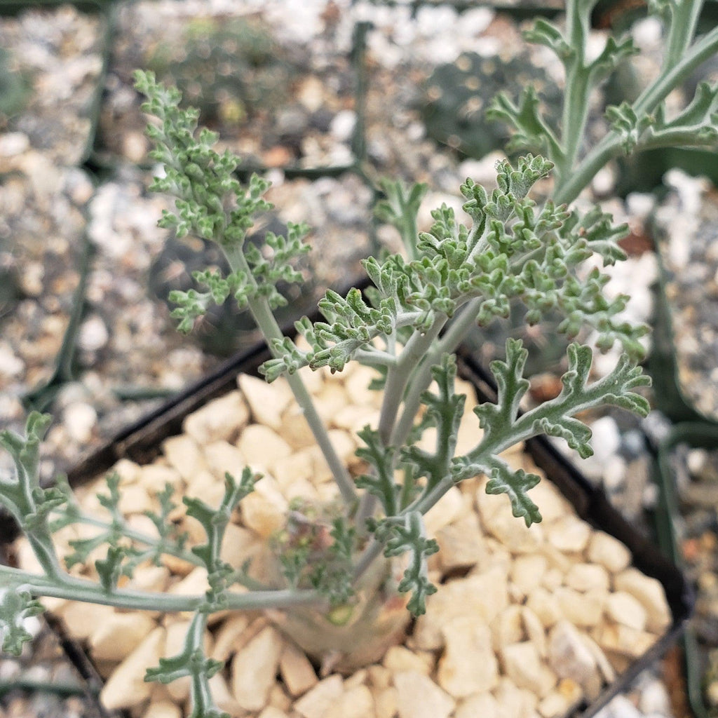 Pelargonium carnosum