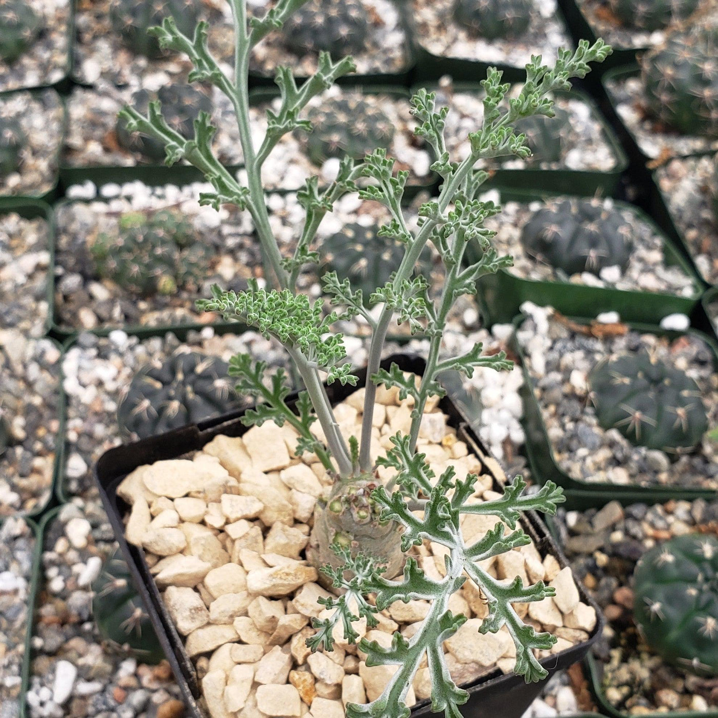 pelargonium carnosum