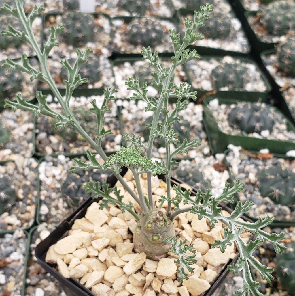 Pelargonium carnosum