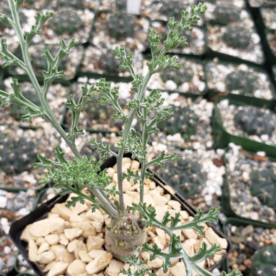 pelargonium carnosum