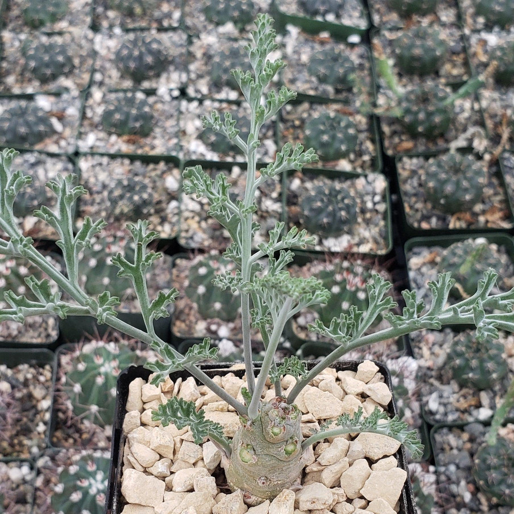 Pelargonium carnosum