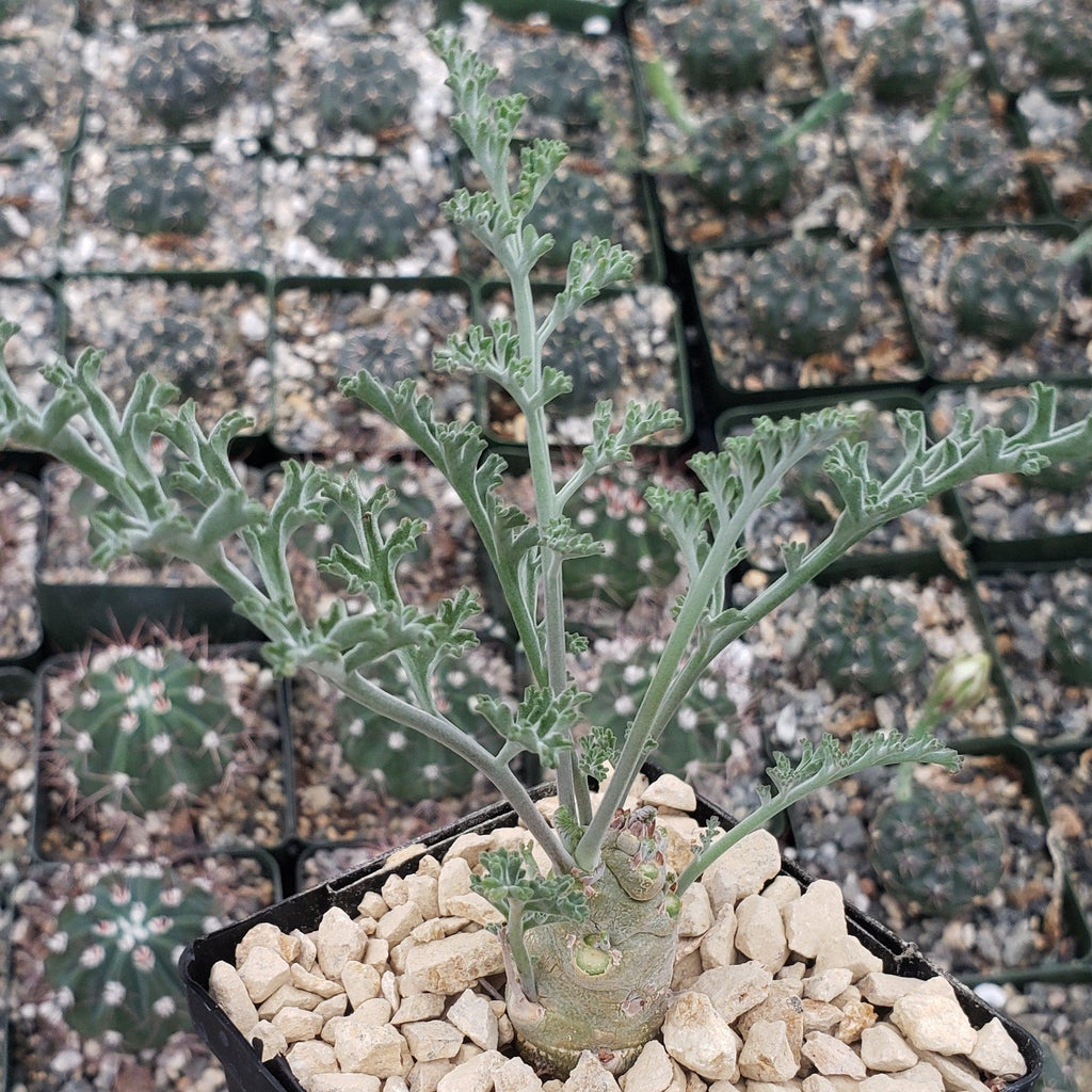 Pelargonium carnosum