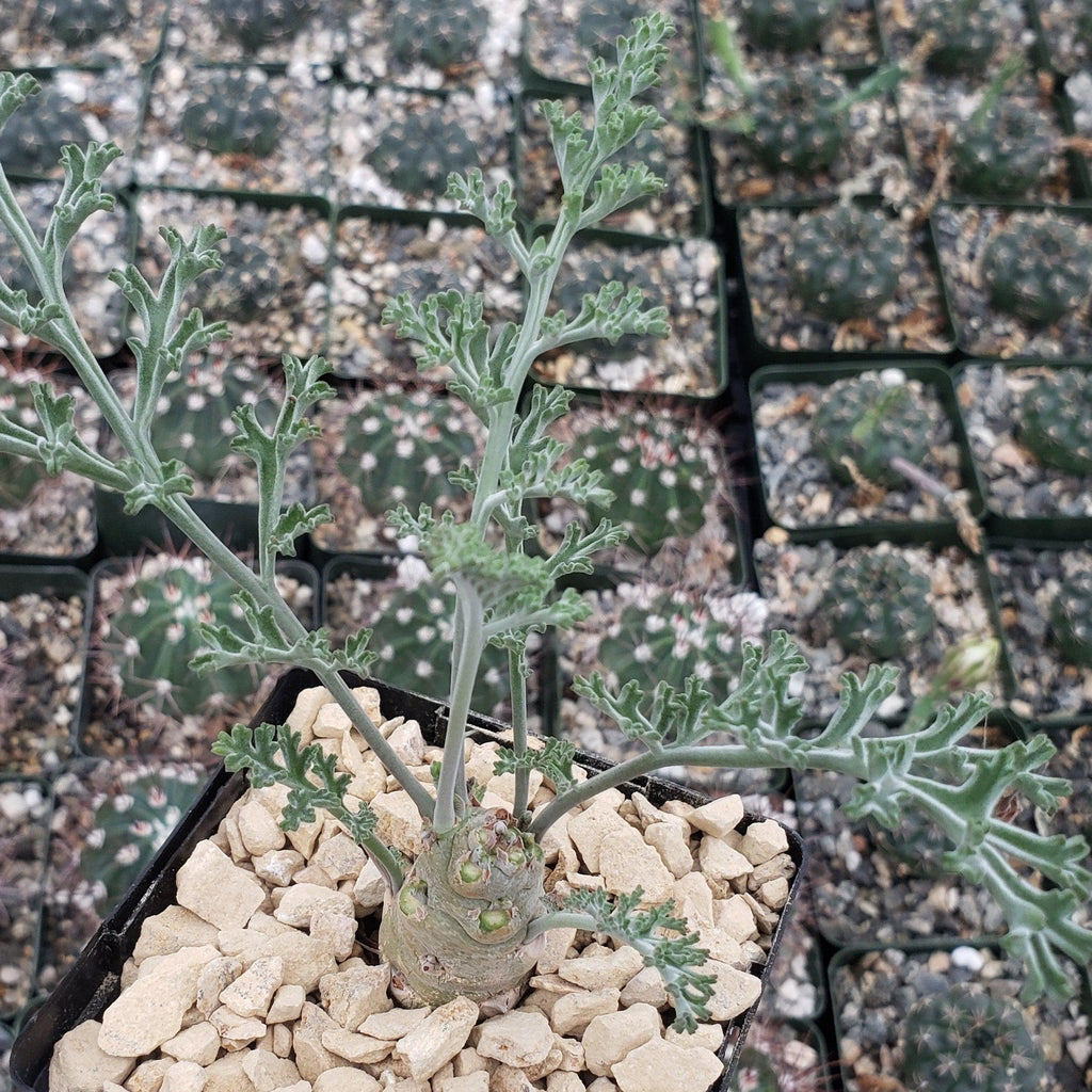 Pelargonium carnosum