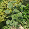 Pelargonium reniforme