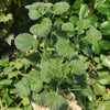 Pelargonium reniforme