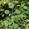 Pelargonium reniforme