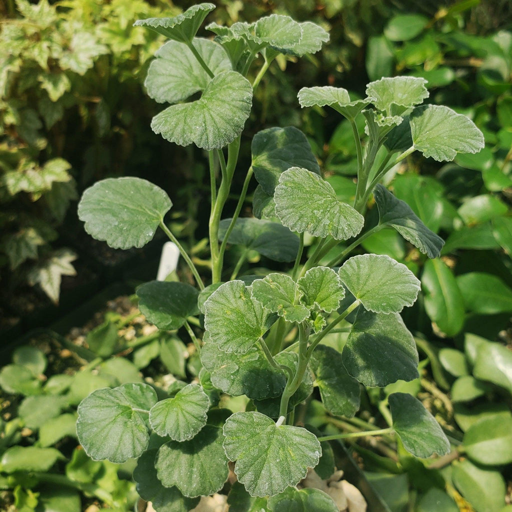 Pelargonium reniforme