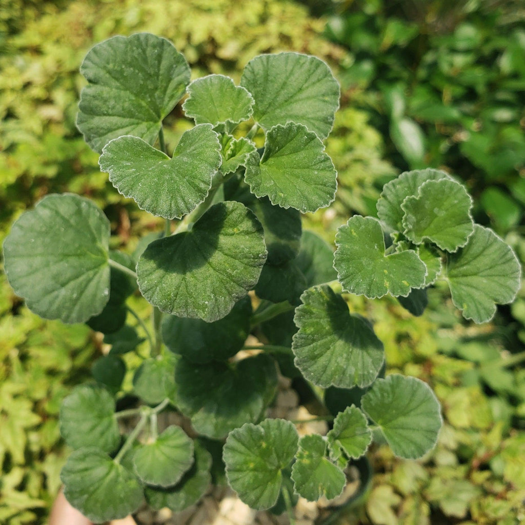 Pelargonium reniforme