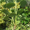 Pelargonium reniforme