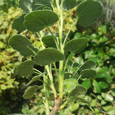 Pelargonium reniforme