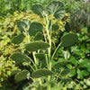 Pelargonium reniforme