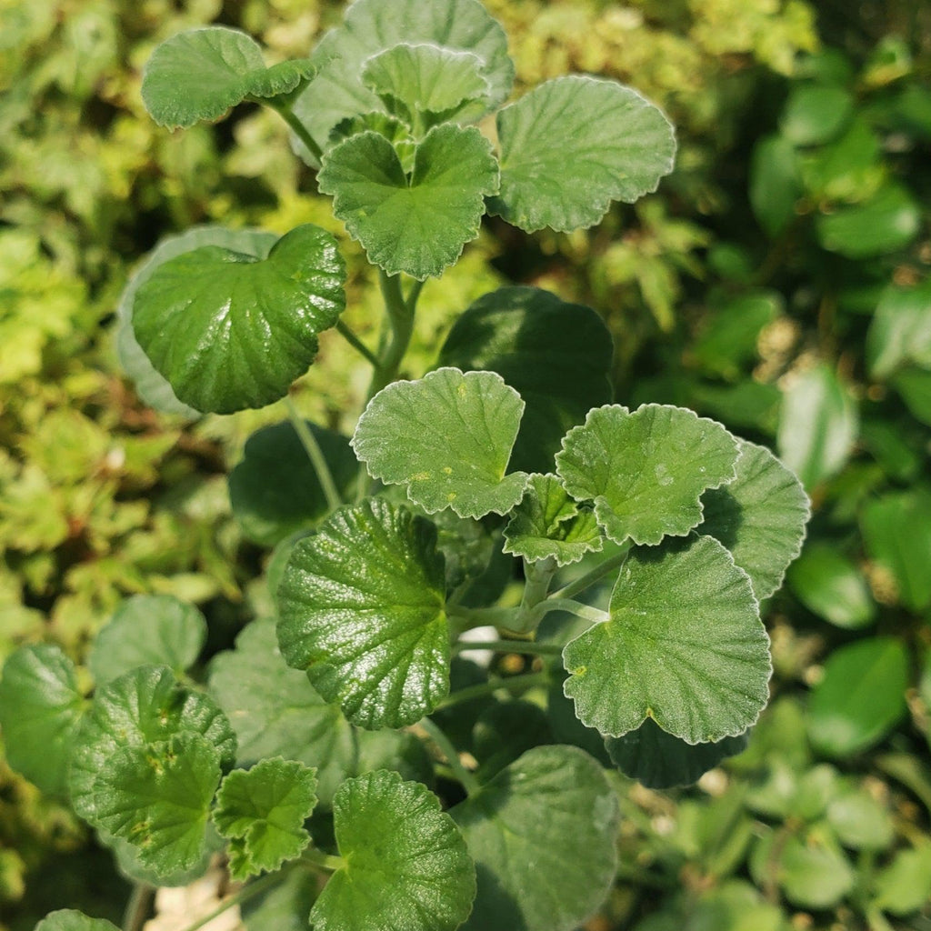 Pelargonium reniforme