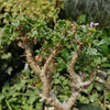 Pelargonium xerophyton