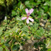 Pelargonium xerophyton