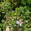 Pelargonium xerophyton