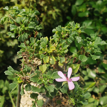 are geraniums succulents Pelargonium xerophyton