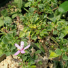 Pelargonium xerophyton