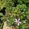 Pelargonium xerophyton