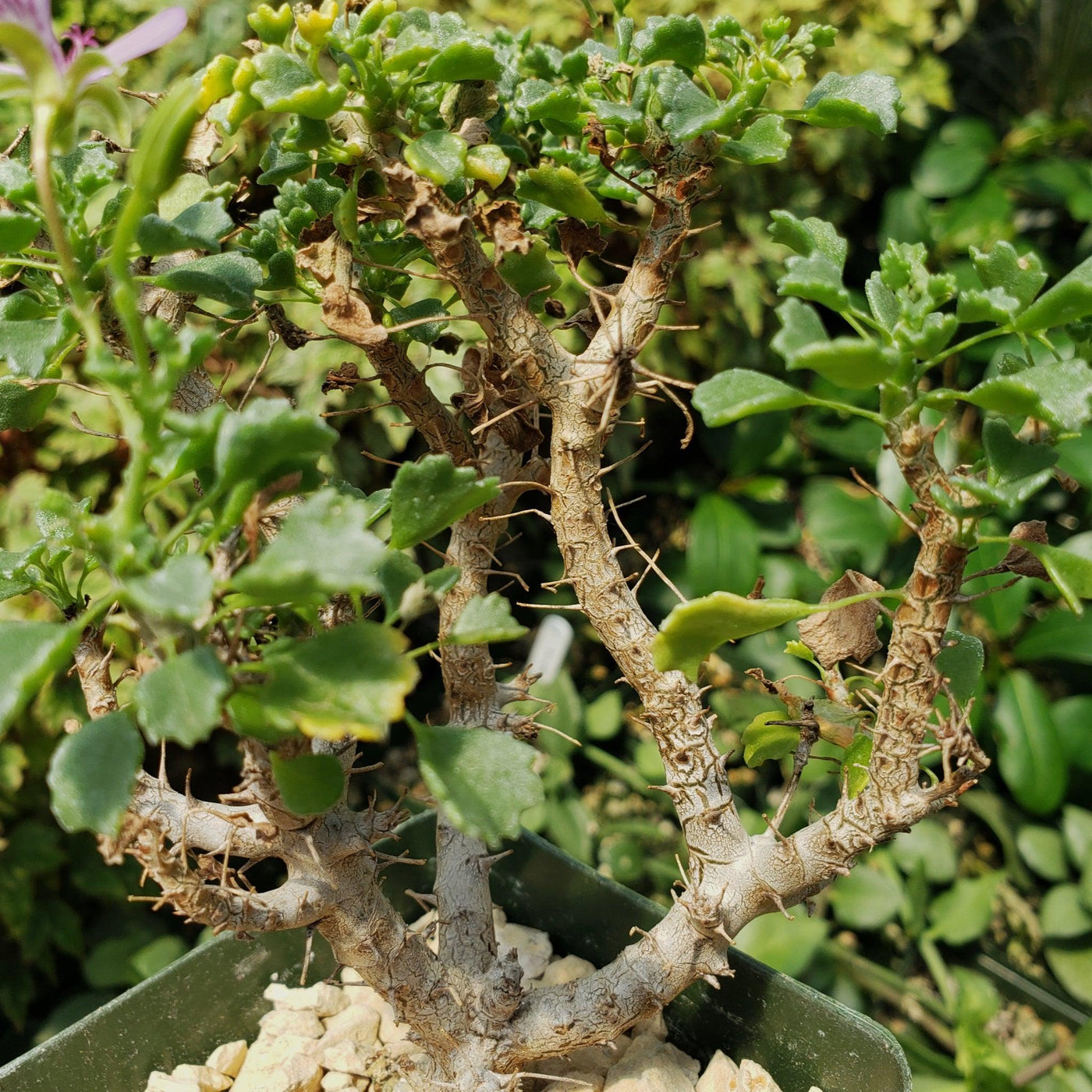 pelargonium succulent Shop For Pelargonium xerophyton | Premium Quality