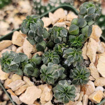 is a peperomia plant a succulent Peperomia columella