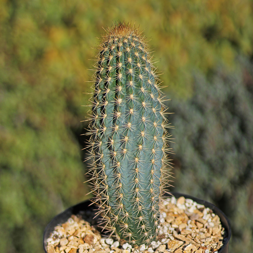 Pilosocereus calcisaxicolus