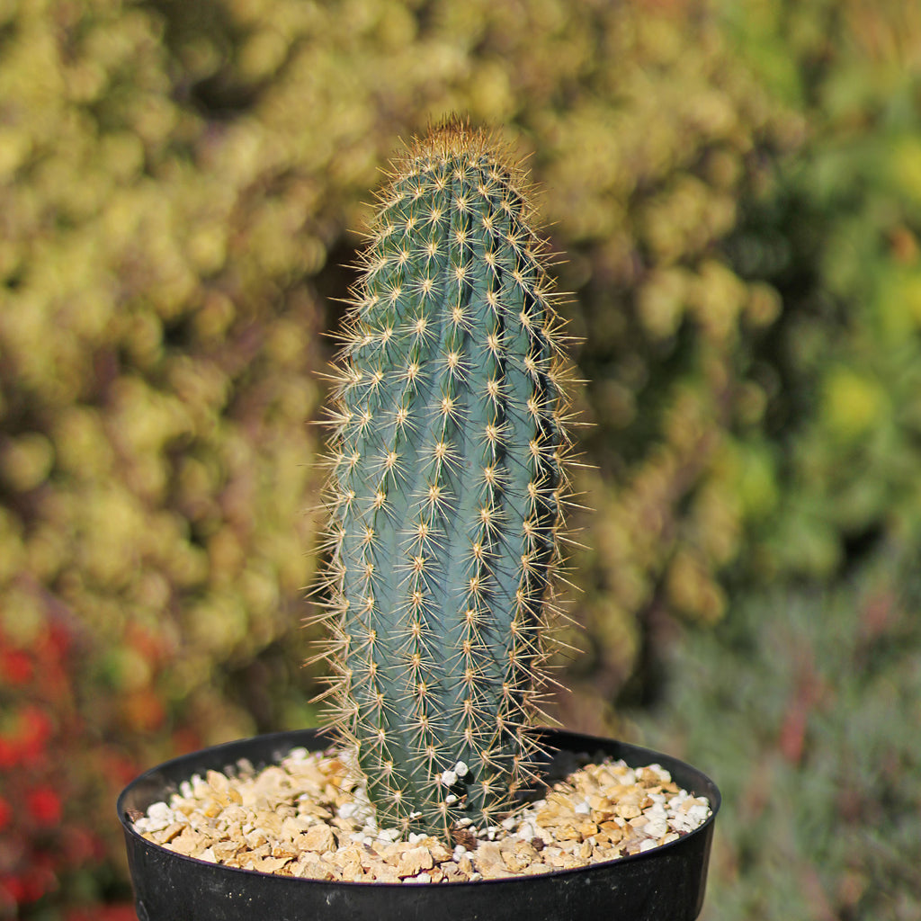Pilosocereus calcisaxicolus